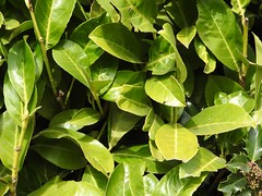 Anglų lietuvių žodynas. Žodis leaves reiškia pl iš leaf. žr. leaf lietuviškai.