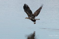 Juvenile Bald Eagle fishing sequence - 9 of 13