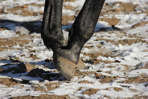 Pferd im Winter 2015 • <a style="font-size:0.8em;" href="http://www.flickr.com/photos/69570948@N04/16268988958/" target="_blank">Auf Flickr ansehen</a>