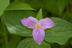 Anglų lietuvių žodynas. Žodis large-flowered reiškia a bot. stambiažiedis lietuviškai.