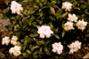 Gardenia Dwarf • <a style="font-size:0.8em;" href="http://www.flickr.com/photos/101656099@N05/9733565331/" target="_blank">View on Flickr</a>