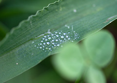Drops on a green leaf • <a style="font-size:0.8em;" href="http://www.flickr.com/photos/30765416@N06/9881603016/" target="_blank">View on Flickr</a>