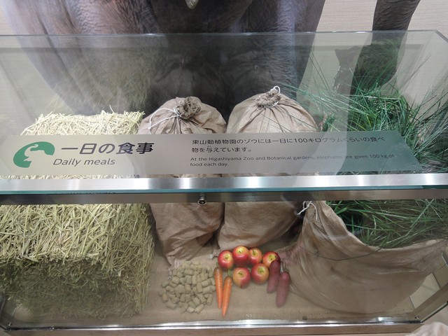 ゾウが一日に食べる食事の量が展示されていました。｜名古屋市東山動植物園
