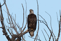 Young Bald Eagle observes from on high