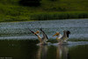 Cypress Hills Spruce Coulee Pelicans (1 of 1)