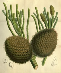 Anglų lietuvių žodynas. Žodis araucaria columnaris reiškia <li>araucaria columnaris</li> lietuviškai.