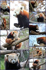 ... Red Panda Collage ...