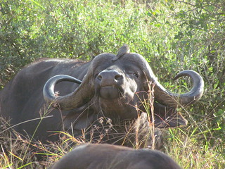 Cape Town to Kruger Photo Safari 32