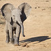 Young Elephant- Kruger National Park, South Africa