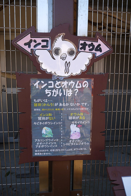 インコとオウムの違いなんて気にしたことなかったけど、言われ。｜静岡市立日本平動物園