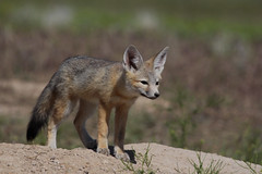 Anglų lietuvių žodynas. Žodis desert fox reiškia dykumos lapė lietuviškai.
