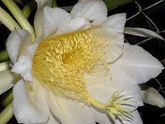 Night Blooming Flower from Dragon Fruit Cactus