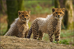 Half year old cheetah cubs