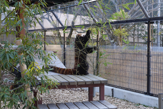 こちらも新設された「レッサーパンダ館」。｜静岡市立日本平動物園