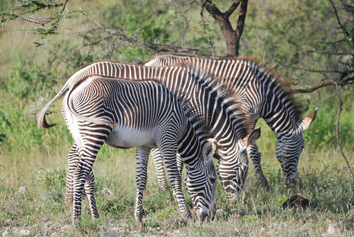 Grevy's Zebra • <a style="font-size:0.8em;" href="http://www.flickr.com/photos/106477439@N08/10444469826/" target="_blank">View on Flickr</a>