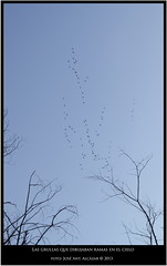 Las grullas que dibujaban ramas en el cielo • <a style="font-size:0.8em;" href="http://www.flickr.com/photos/15452905@N02/11530554054/" target="_blank">View on Flickr</a>