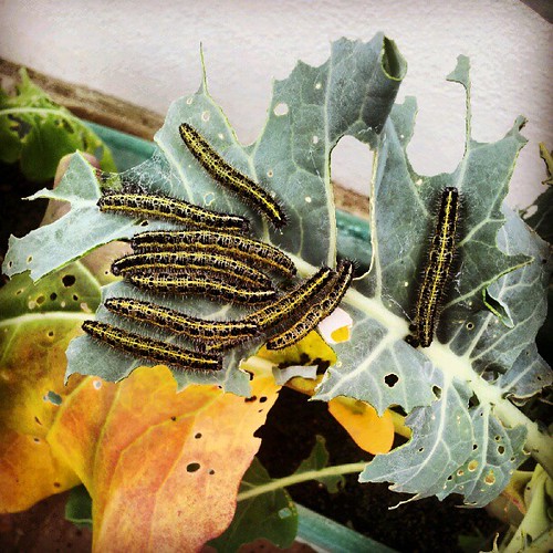 Caterpillars having a field day on our broccoli!