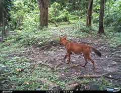 wild dog - Camera trap picture from Shendurney Widlife Sanctuary • <a style="font-size:0.8em;" href="http://www.flickr.com/photos/109145777@N03/13794521783/" target="_blank">View on Flickr</a>