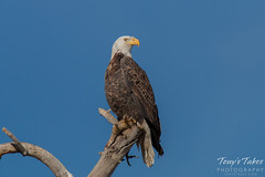Bald Eagle shows off its prey while watching people in the park