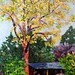 Tree by Jack's Shed - 24" x 36" - Oil - Sold
