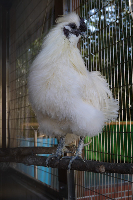 烏骨鶏もいました。｜静岡市立日本平動物園