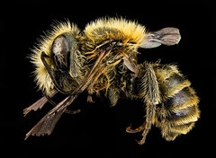 Anglų lietuvių žodynas. Žodis mason bee reiškia mason bičių lietuviškai.