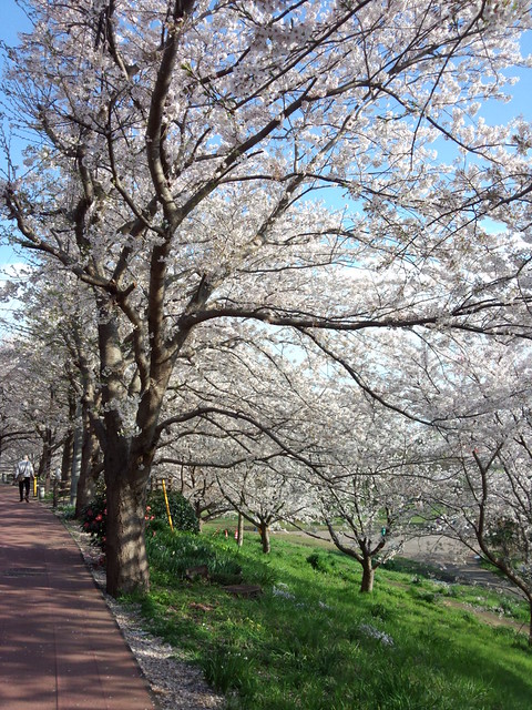 長津川親水公園の桜、もう1枚どうぞ。