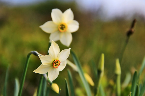 Fiori Narcisi.Fiori Di Montagna Narcisi Narcissus Poeticus A Photo On