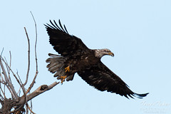 Young Bald Eagle takes flight