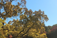 Hösten i Botaniska Trädgården