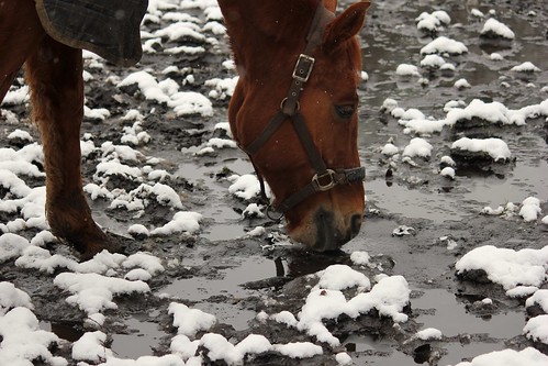 Pferde im Winter (10/14) • <a style="font-size:0.8em;" href="http://www.flickr.com/photos/69570948@N04/15784809773/" target="_blank">Auf Flickr ansehen</a>