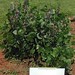 Lablab purpureus plant Tac cropped