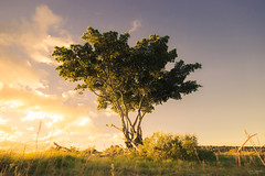 Lonely Tree in Addoland