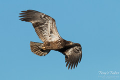 Juvenile Bald Eagle flyby
