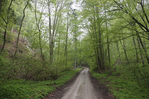 Alter Stolberg - Wald bei Stempeda I • <a style="font-size:0.8em;" href="http://www.flickr.com/photos/109648421@N02/11449784923/" target="_blank">View on Flickr</a>