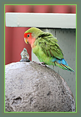 Lovebird At Water Fountain