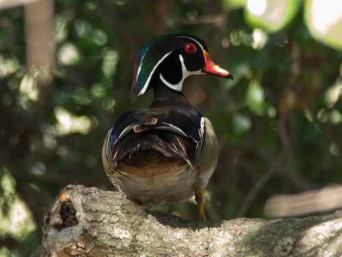 Wood Duck • <a style="font-size:0.8em;" href="http://www.flickr.com/photos/59465790@N04/8729901363/" target="_blank">View on Flickr</a>