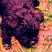 What's the puppy thinking? • <a style="font-size:0.8em;" href="http://www.flickr.com/photos/129877696@N02/16259712839/" target="_blank">View on Flickr</a>