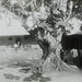 Bread Fruit Tree Ikorofiong, Calabar, Nigeria, ca. 1900-1910 (IMP-CSWC47-LS9-49)
