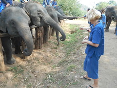 Dorota - Thai Elephant Home