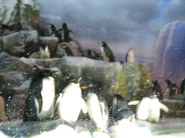 そしてたくさんのペンギンがいる「南極の海」という水槽に到着。｜名古屋港水族館