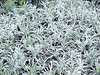 Liriope Silver Dragon • <a style="font-size:0.8em;" href="http://www.flickr.com/photos/101656099@N05/9736799284/" target="_blank">View on Flickr</a>