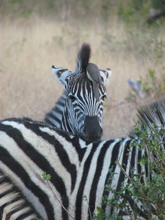 Cape Town to Kruger Photo Safari 34