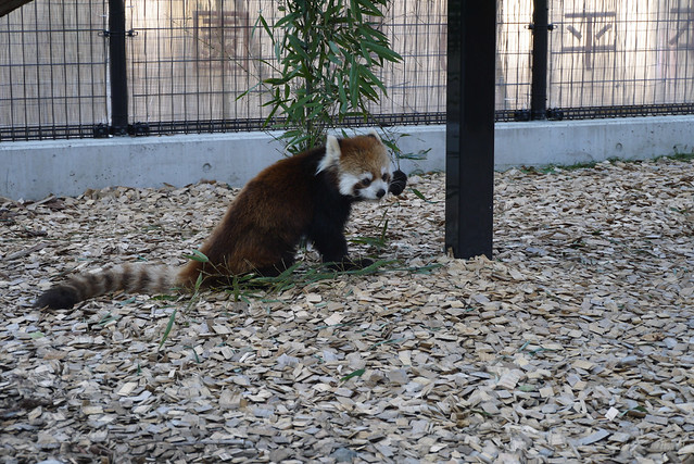 改めてこうやって見ると、可愛いなぁ…レッサーパンダ。｜静岡市立日本平動物園