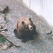 09. Les ours dans la fosse à Bern