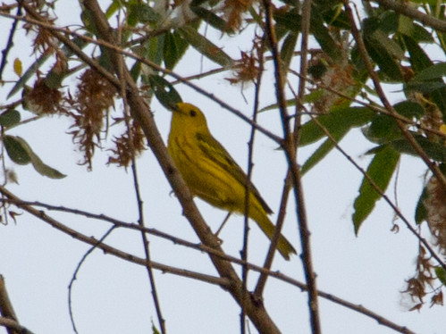 Yellow Warbler • <a style="font-size:0.8em;" href="http://www.flickr.com/photos/59465790@N04/9039889752/" target="_blank">View on Flickr</a>