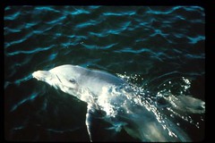 Anglų lietuvių žodynas. Žodis atlantic bottlenose dolphin reiškia atlanto afalina lietuviškai.