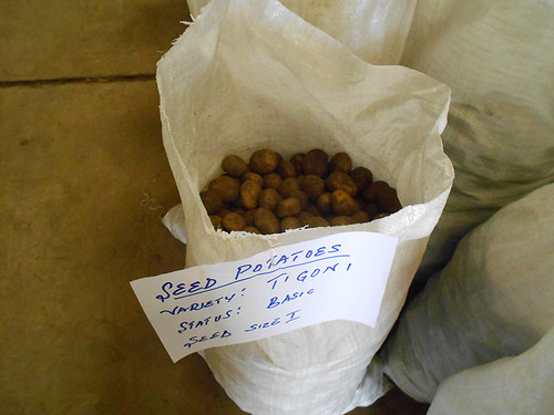 seed potatoes at Molo