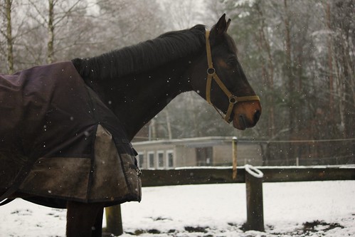 Pferde im Winter (8/14) • <a style="font-size:0.8em;" href="http://www.flickr.com/photos/69570948@N04/16217441150/" target="_blank">Auf Flickr ansehen</a>