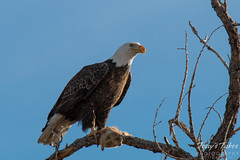 Bald Eagle guards its squirrel lunch